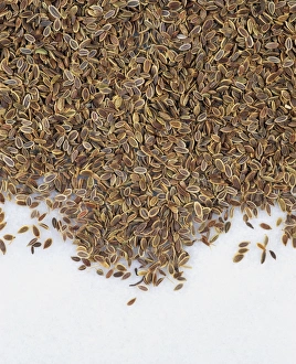 Anethum Graveolens Drucke: Dill seed