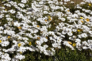 African Botanicals Drucke: Dimorphotheca nudicaulis