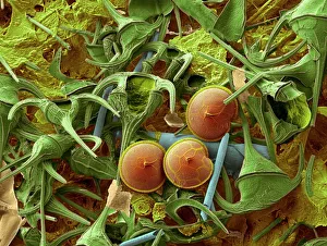 Dinoflagellaten (SEM)