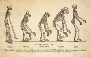 1863 Huxley von Affe zu Mensch, alterungsgetönt.