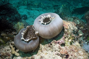 Coral Reef Animals Indonesia Drucke: Disc anemones