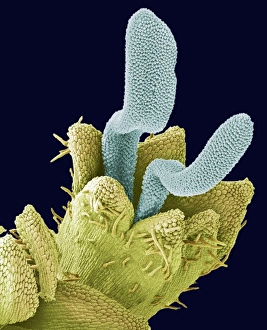Scanning Electron Micrograph Of Flowers Drucke: Disc floret, SEM