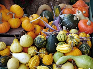 Squash Varieties Drucke: Display of squashes and pumpkins