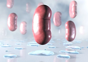 Drucke von Diuresis. Konzeptuelle Darstellung des Effekts von Diurätika auf die Niere. Ein Diuretikum ist jede Substanz, die den Urinabbau fördert. Zu den häufigsten Diuretika gehören Koffein und Alkohol Bilder Datiert 2005 August: Diuresis