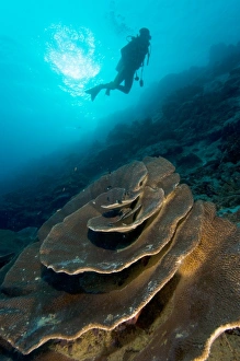 Coral Reef Conservation Efforts Drucke: Diver exploring a coral reef