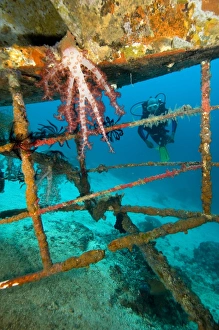 World War Two Maritime History Drucke: Diver exploring a shipwreck