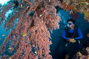World War II Shipwreck Drucke: Diver exploring a wreck
