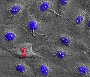 Cell Division Drucke: Dividing cell