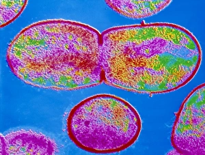 Bacterial Division Process Drucke: Dividing Streptococcus sp. bacterium