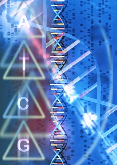 DNA Structure Drucke: DNA