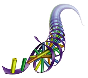 DNA Double Helix Drucke: DNA artwork