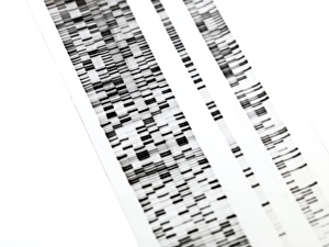 DNA Autoradiogram Drucke: DNA autoradiogram