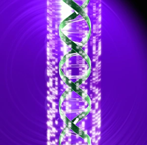 Gerahmter Druck : DNS und Autoradiogramm Gerahmter Druck : DNS und Autoradiogramm