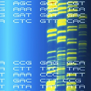 Deoxyribonucleic Acid Structure Drucke: DNA autoradiogram and codons
