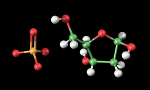 DNA Structure Drucke: DNA components, artwork C017 / 7349