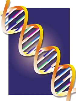Sugar Phosphate Backbone Drucke: DNA
