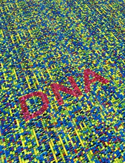 Deoxyribonucleic Acid Drucke: DNA fingerprinting, sequence of bases