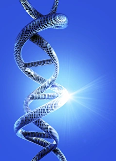Deoxyribonucleic Acid Art Drucke: DNA helical structure, artwork
