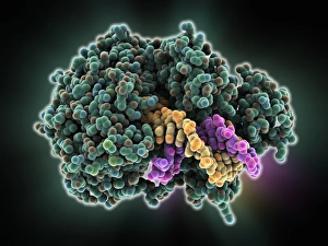 Molecular Model Of DNA Drucke: DNA helicase molecule