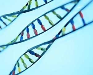 Double Helix Model Drucke: DNA helices