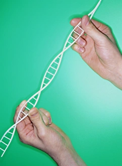 Double Helix Structure Drucke: DNA helix