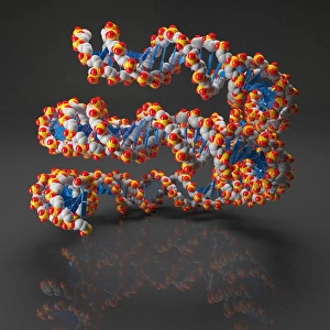 DNA Double Helix Drucke: DNA loop, artwork