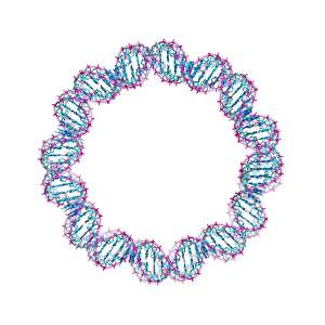 DNA Molecular Structure Drucke: DNA loop, molecular model