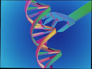 Deoxyribonucleic Acid Structure Drucke: DNA manipulation