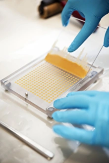 Analyse der DNA MassARRAY C015 / 6518.