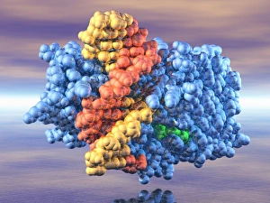 Molecular Model Of DNA Drucke: DNA and methyltransferase complex C014 / 0011