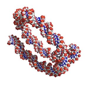 DNA Double Helix Structure Drucke: DNA, molecular model