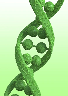 DNA Structure Drucke: DNA molecular structure, artwork