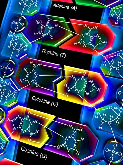 Drucke von Die DNS-Molekül. Computerart von einer Molekül der DNS (Deoxyribonukleinsäure) mit den chemischen Formeln ihrer Bestandteile Wissenschaftliche Poster: DNS-Molekül