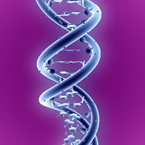 DNS-Molekül