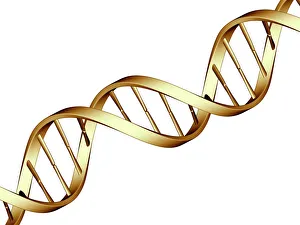 DNA Drucke: DNS-Molekül