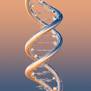 DNA-Molekül