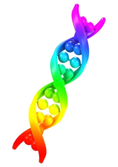 DNA Structure Drucke: DNA molecule, artwork C013 / 4688