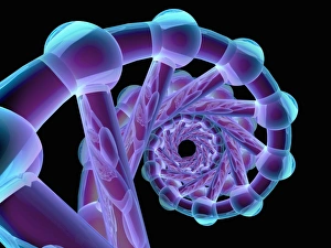 DNA Molecule Structure Drucke: DNA molecule, artwork C013 / 9973
