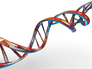 DNA Molecule Structure Drucke: DNA molecule, artwork C013 / 9974