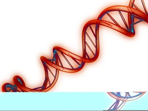 Hydrogen Bonds In DNA Drucke: DNA molecule, artwork C013 / 9976