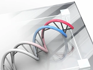 Deoxyribonucleic Acid Model Drucke: DNA molecule, artwork C013 / 9977