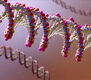 DNA Structure Drucke: DNA molecule, artwork C016 / 8441