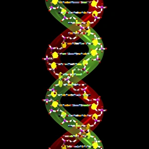 Deoxyribonucleic Acid Drucke: DNA molecule, artwork C016 / 8498