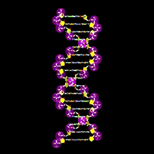 DNA Molecule Structure Drucke: DNA molecule, artwork C016 / 8499