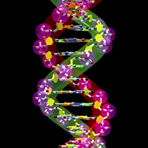 Hydrogen Bonds In DNA Drucke: DNA molecule, artwork C016 / 8501