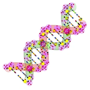 DNA Double Helix Structure Drucke: DNA molecule, artwork C016 / 8507