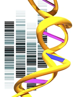 Deoxyribonucleic Acid Art Drucke: DNA molecule and autoradiogram, artwork