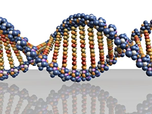 DNA Double Helix Drucke: DNA molecule, computer artwork