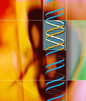 DNA Structure Drucke: DNA