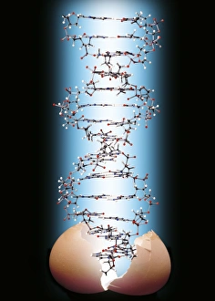 Deoxyribonucleic Acid Drucke: DNA molecule and eggshell